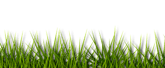 a green grass with a black background