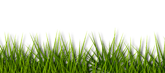 a green grass with a black background