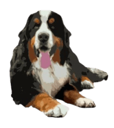 Bernese Garadora Kennel logo