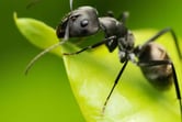 ant on a leaf black ants can cause issues in roofs left un-treated