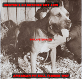APBT HOOTEN'S CH "BUTCHER BOY" (4XW) GAMEDOG