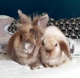 photo lapin de référence pour tufting personnalisé