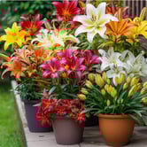Lirios variados
