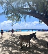 Donkeys of Grand Turk Govenors Beach