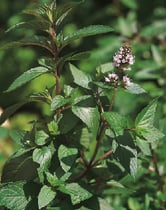 Mentha ×piperita - menthe poivrée