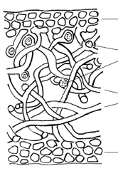 Lichen foliacé