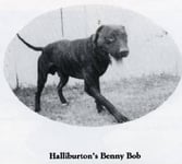 HALLIBURTONS BENNY BOB APBT PIT BULL MATCH