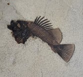 Fossil preparation of a Priscacara serrata from the Green River Formation