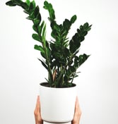 Planta ZZ en maceta blanca y sostenida por un par de manos