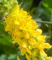 Terapia Holistica, Esencias Florales, Holistic therapy, Flower essence