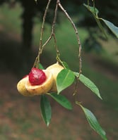 Myristica fragrans - Noix de muscade