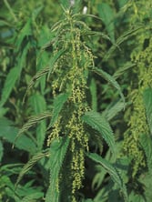 Grande ortie - Urtica dioica