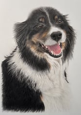 Realistic coloured pencil drawing of a border collie