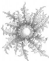 CARDABELLE logo