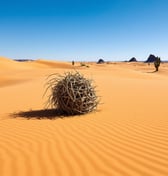 a tumbleweed in the desert