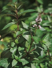 Mentha ×piperita - menthe poivrée