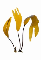 Laminaria setchellii