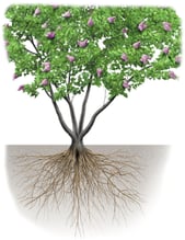 Cormophyte