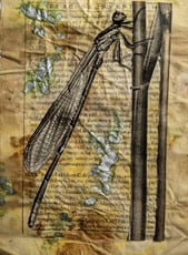 vintage libellula