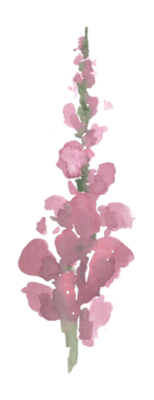 a tall pink watercolor flower 