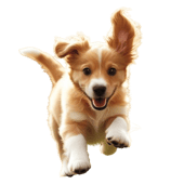 Pet Sim logo