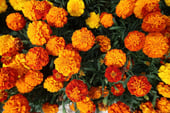 a bunch of flowers that are in a vase