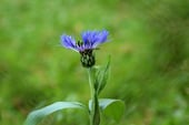 a single flower in a field with a fenced in area
