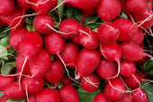a bunch of radishes on display in a store
