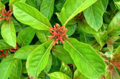 a plant with red flowers and green leaves