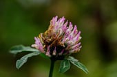 a flower that is sitting on a plant