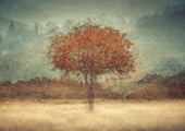 Single tree with orange leaves in misty hills, ethereal landscape photography artwork.
