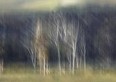 Soft focus forest with white tree trunks against dark woodland, ethereal landscape photography.