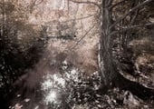 Dreamlike riverside scene with tree reflections and soft pink leaves, ethereal landscape photography.