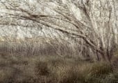 Delicate layered forest with arching branches and pale textures, ethereal landscape photography.