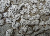 Lichen endolithique - Genre Bagliettoa