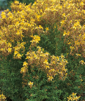 Hypericum perforatum - millepertuis perforé