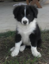 Black and White Puppy Border Collie 