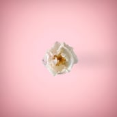 White rose in a ping background