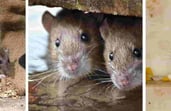 Rodents in Cavities throughout your home