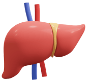 Liver cirrhosis, Liver cancer, Hepatitis, Liver infection, Liver Transplanatation