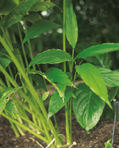 Cardamome - Elettaria cardamomum