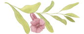 pomegranate flower on a stem with green leaves