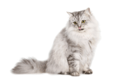 Kittens Home logo