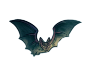 Fledermaus