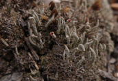 Lichen - Cladonia macilenta