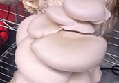 Kansas City Mushroom Company cultivates mushrooms in climate-controlled grow tents.
