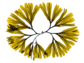 Fucus distichus