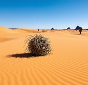 a tumbleweed in the desert