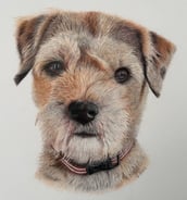 Realistic coloured pencil drawing of a border terrier