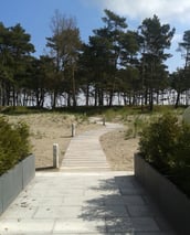 der weg von hausausgang zu strand. holzdielen führen durch die dünenlandschaft zum kiefernwäldchen